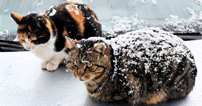 I mačkama je zima. Koja temperatura je opasna za njih?