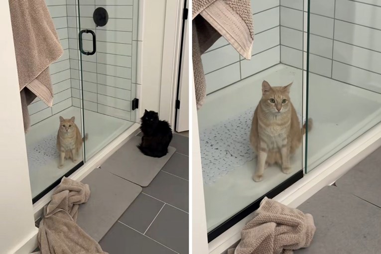 Žena primijetila da su njezine mačke neuobičajeno tihe, evo kakav ju je kaos dočekao