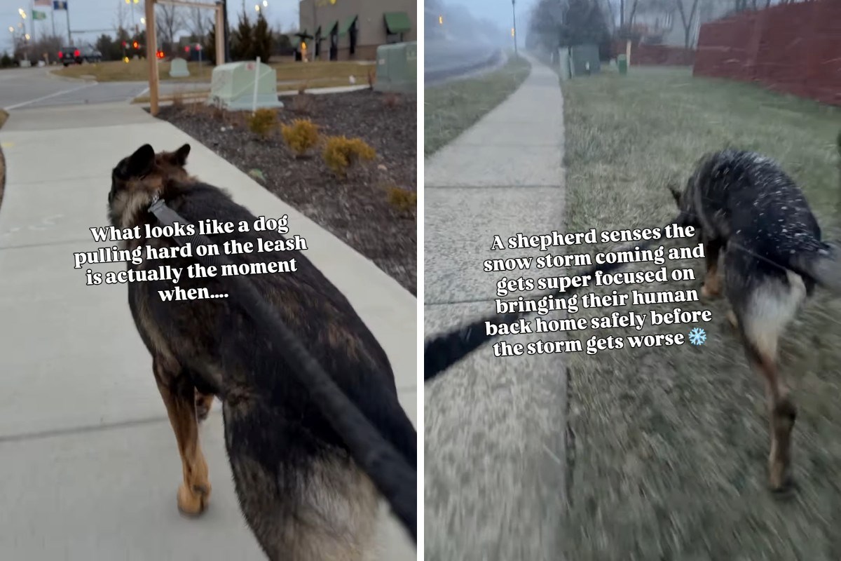 Njemački ovčar predosjetio oluju i odvukao vlasnika na sigurno