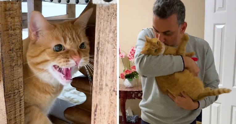 VIDEO Ova mačka mrzi sve ljude i životinje, ali jednu osobu obožava