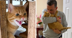 VIDEO Ova mačka mrzi sve ljude i životinje, ali jednu osobu obožava