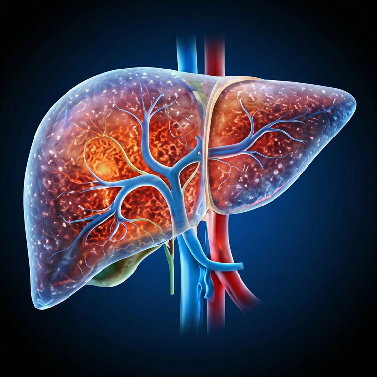 Hrvatski liječnici pozivaju na besplatne preglede jetre u travnju