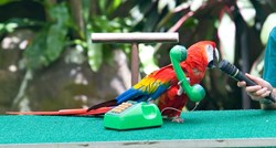 Papige mogu oponašati ljudski govor, a što je s drugim pticama? Znanost ima odgovor