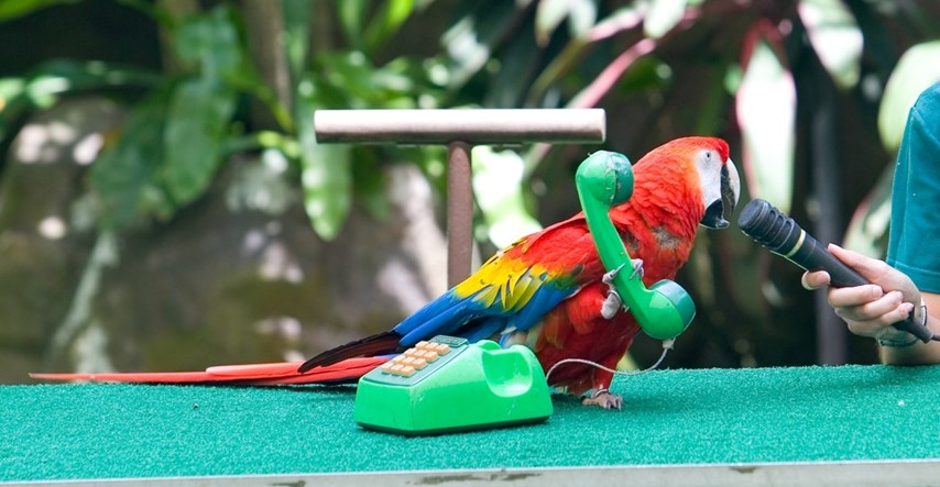 Papige mogu oponašati ljudski govor, a što je s drugim pticama? Znanost ima odgovor