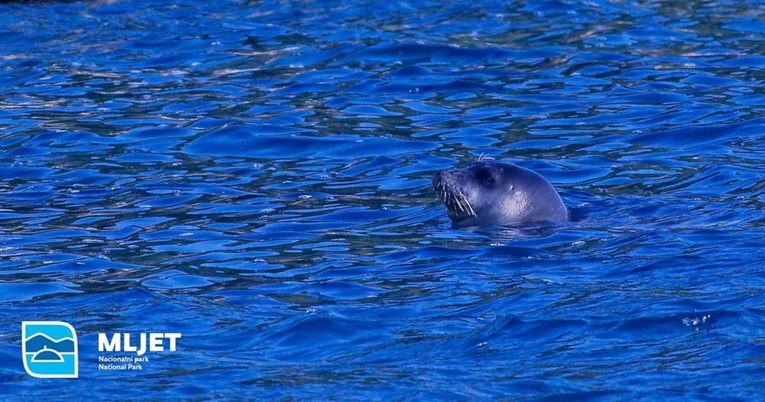 Divne vijesti: Nakon više od 40 godina u blizini Mljeta uočena sredozemna medvjedica