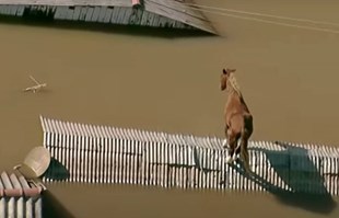 VIDEO Konj snimljen na krovu potopljene kuće u Brazilu
