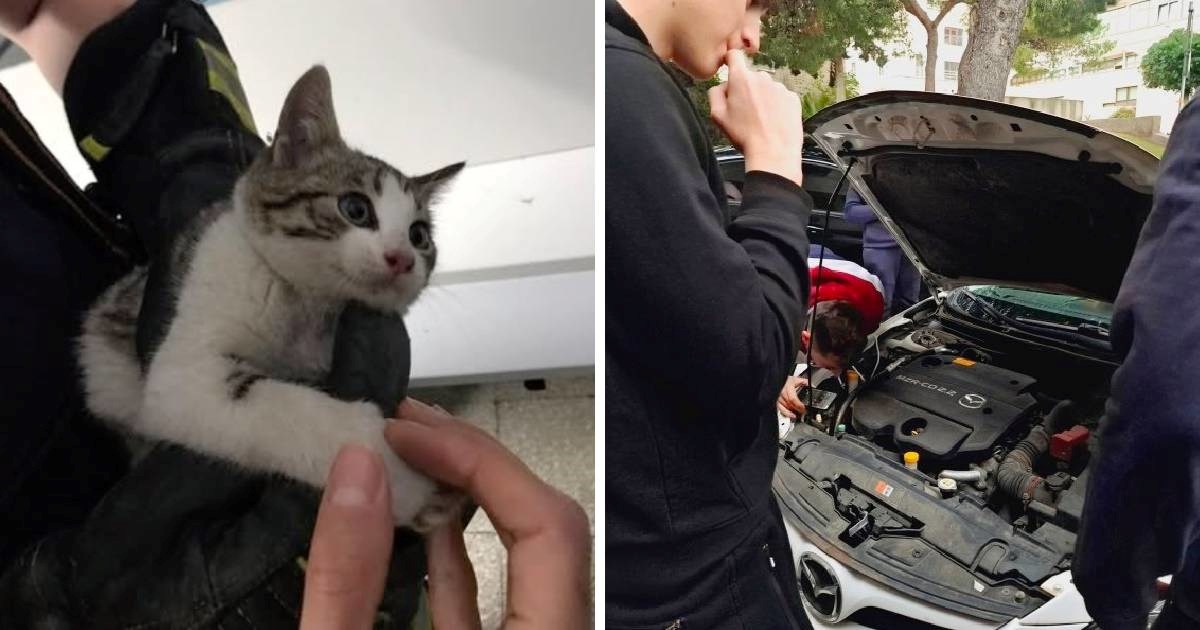 Učenici Pomorsko-tehničke škole u Dubrovniku spasili mačića. Udomio ga - ravnatelj