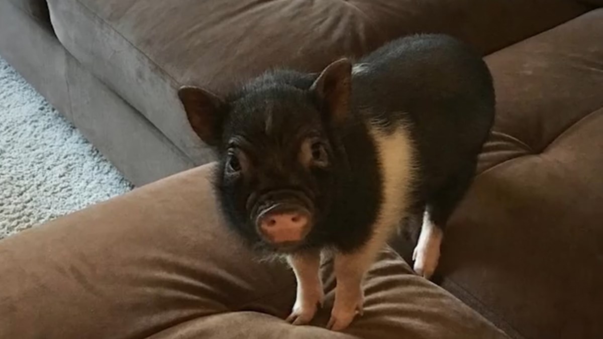 Kupili su je za ljubimca kao mini prase, no ona nije ostala tako mala