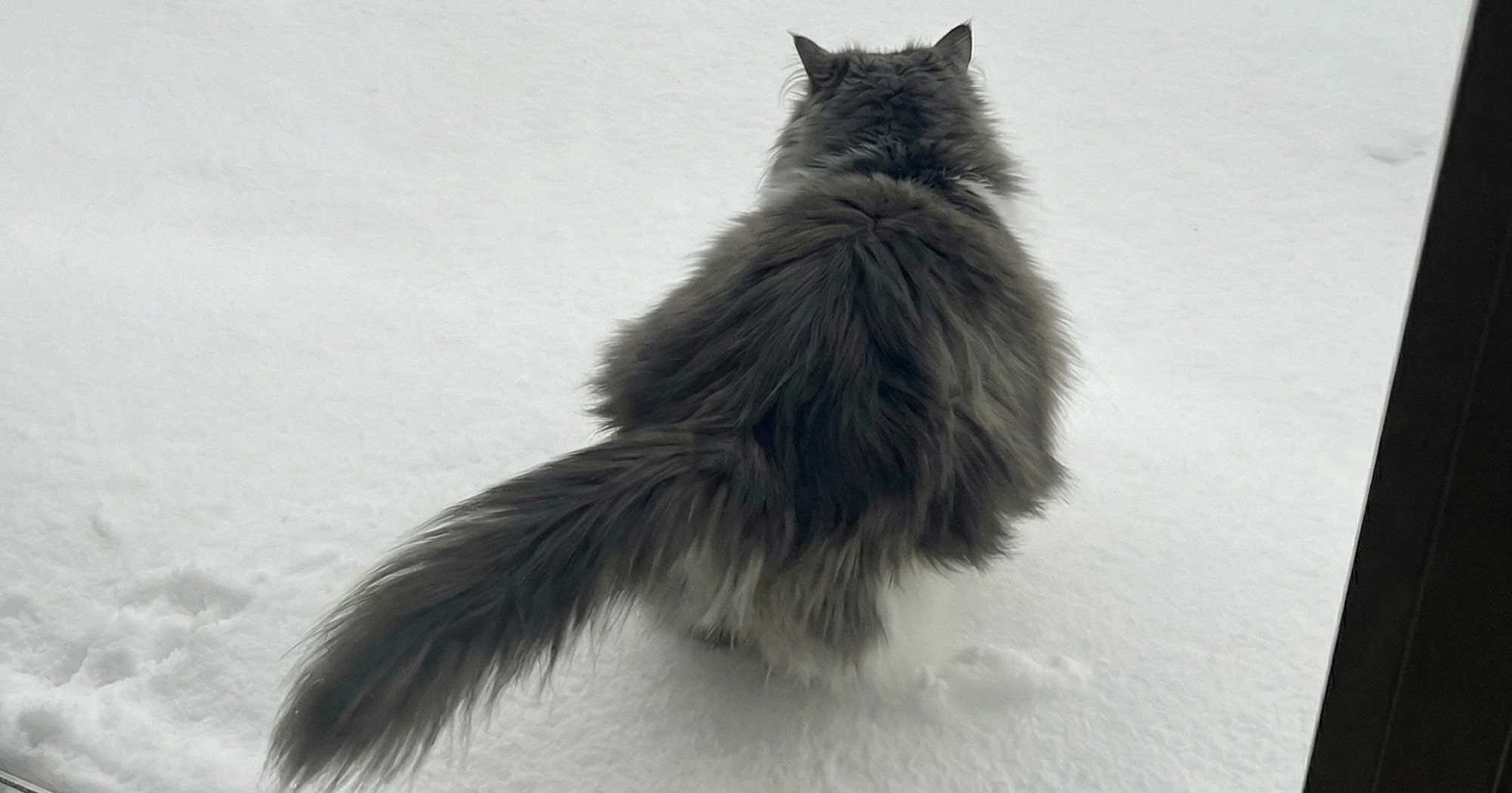 Reakcija kućne mačke na snijeg je hit: "Odlučno ne"