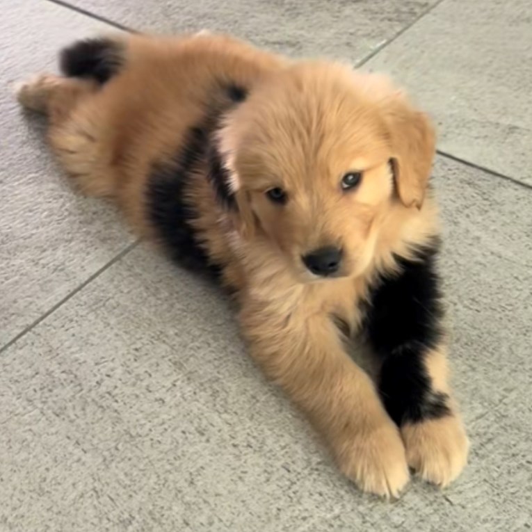 "Predivan je": Srca se tope zbog preslatkog dvobojnog psića