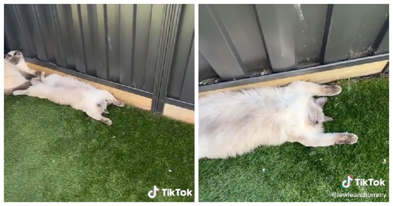 Ova mačka voli spavati u neobičnoj pozi, vlasnica kaže: Moram provjeriti je li živa