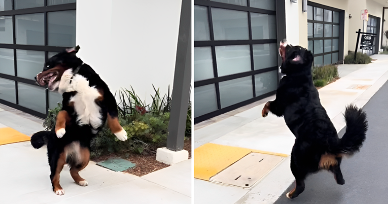 VIDEO Internet se zaljubio u plesne pokrete ovog bernskog planinskog psa