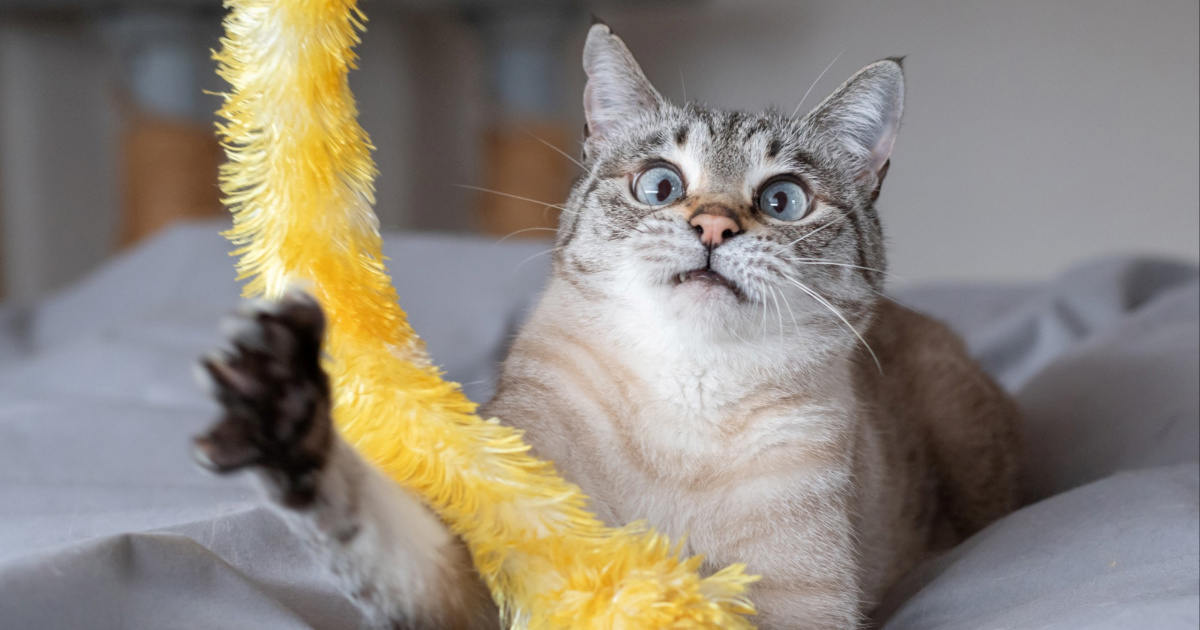 7 stvari koje mačke rade, a imaju sasvim logično objašnjenje