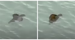 VIDEO Snimka misterioznog stvorenja u moru zbunila ljude
