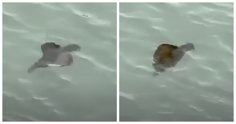 Snimka misterioznog stvorenja u moru zbunila ljude: "Što je to?"