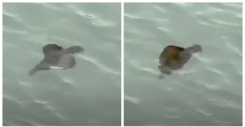 VIDEO Snimka misterioznog stvorenja u moru zbunila ljude