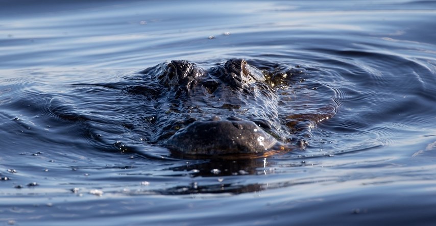 U raljama golemog aligatora na Floridi pronađeno tijelo žene