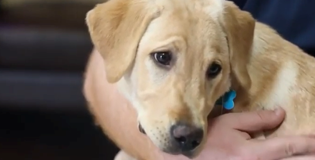 Par klonirao uginulog psa za 50.000 dolara, evo zašto to nije dobro