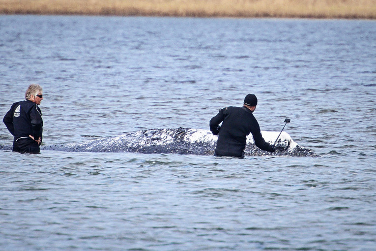 Kit Timmy i dalje nasukan na obali Njemačke
