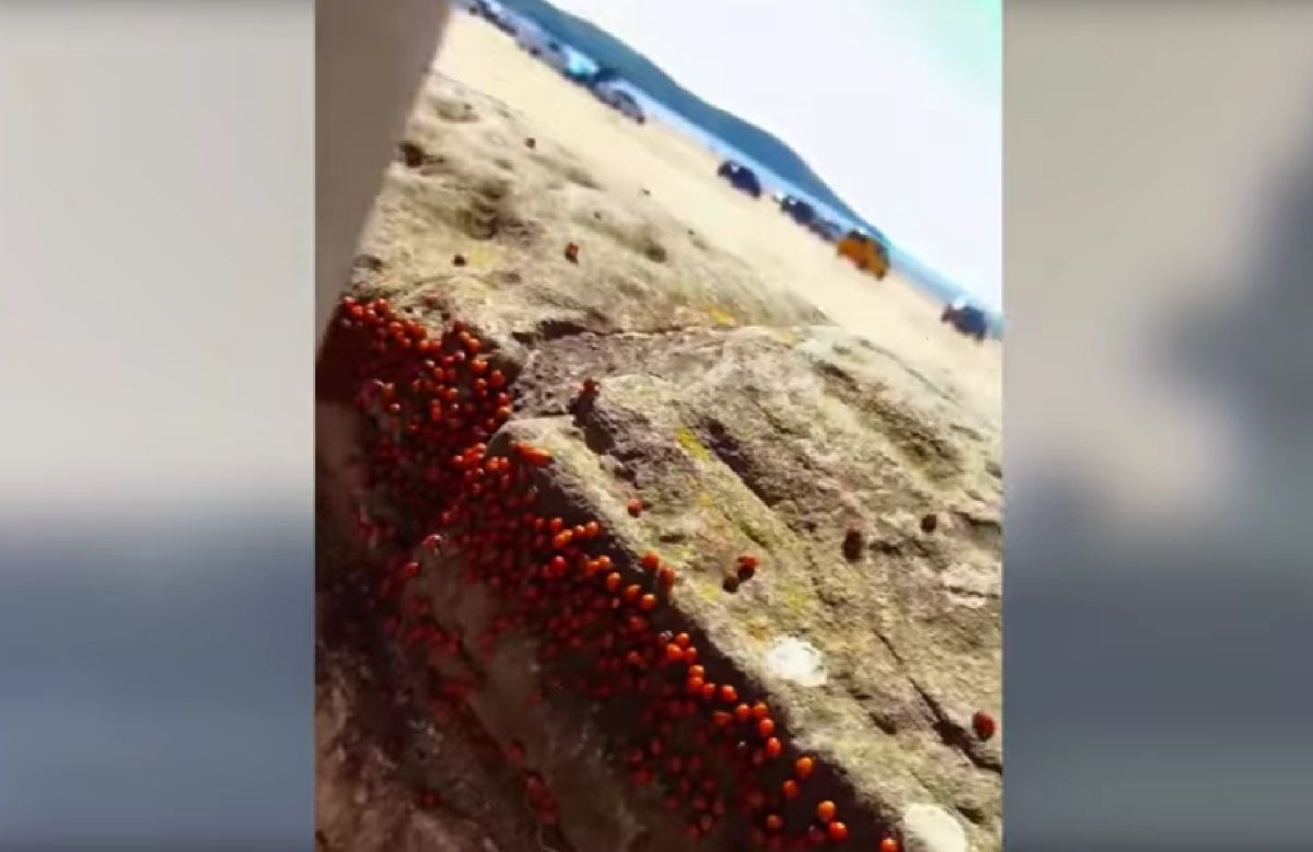 VIDEO Milijuni bubamara preplavili britanske obale, slijetale i na ljude