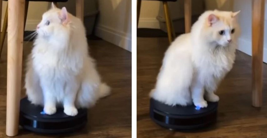 Mačak se obožava voziti na robotskom usisivaču i doslovno mu ništa nije prepreka