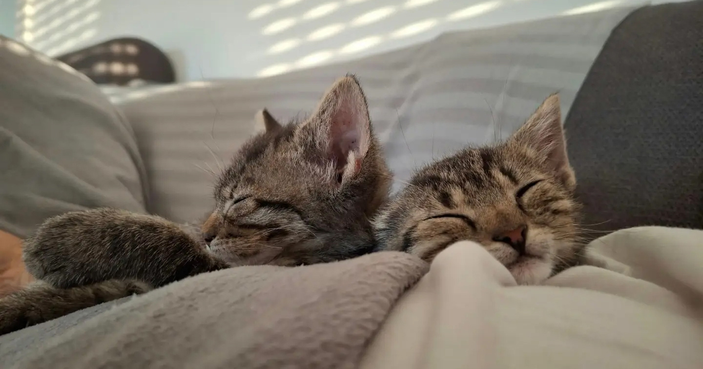 Ove dvije sestrice iz Dumovca traže dom. Vole se maziti i spavati na ljudima