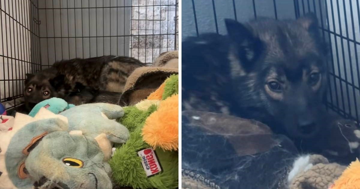 Udomljeni pas ne želi izaći iz boksa, pogledajte što radi dok ga nitko ne gleda