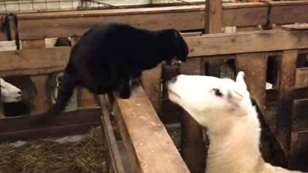 Ovca se na lukav način osvetila mački koja ju je ogrebala nekoliko puta