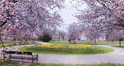FOTO Sve je u cvatu: Ovako izgleda proljetna idila u Osijeku