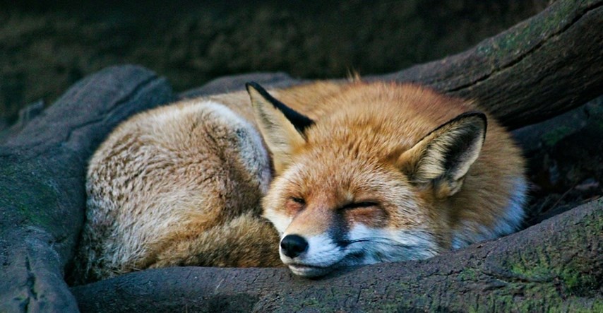 Za vikend počinje proljetno oralno "cijepljenje" lisica