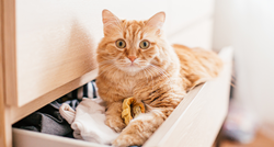 Znate li zašto su narančaste mačke toliko posebne?