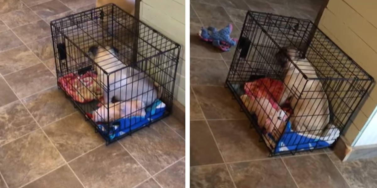 Nije znao kako njegov mops ostane zatočen u boksu, a onda je vidio ovo