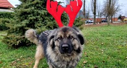 Dumovec usred ljeta objavio fotku psa s božićnim ukrasima, objasnili o čemu se radi