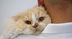 Osječanin preko Njuškala htio kupiti mačku pa ostao bez par stotina eura