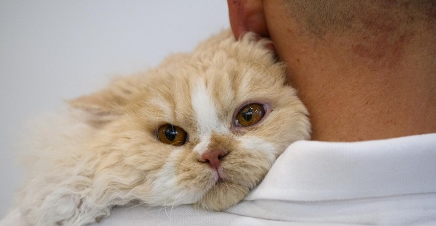 Osječanin preko Njuškala htio kupiti mačku pa ostao bez par stotina eura