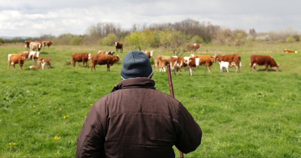 Mađarska zatvara granice, masovno usmrćuje stoku. "Možda se radi o biološkom napadu"