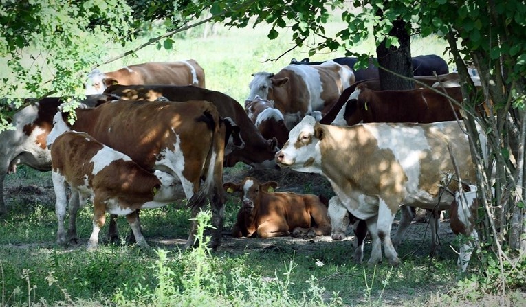 U Lonjskom polju od antraksa masovno ugiba stoka. Zaraženo je 6 osoba
