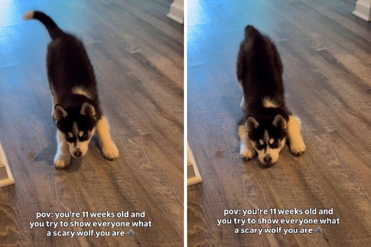 Maleni haski pokušao ispasti strašan, ljudi ne mogu prestati gledati video