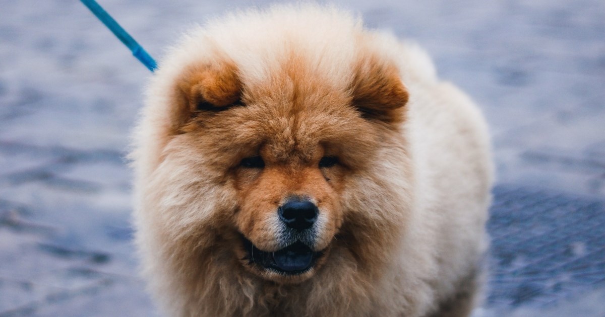 Ovih pet pasmina pasa preporučuje se samo iskusnim vlasnicima