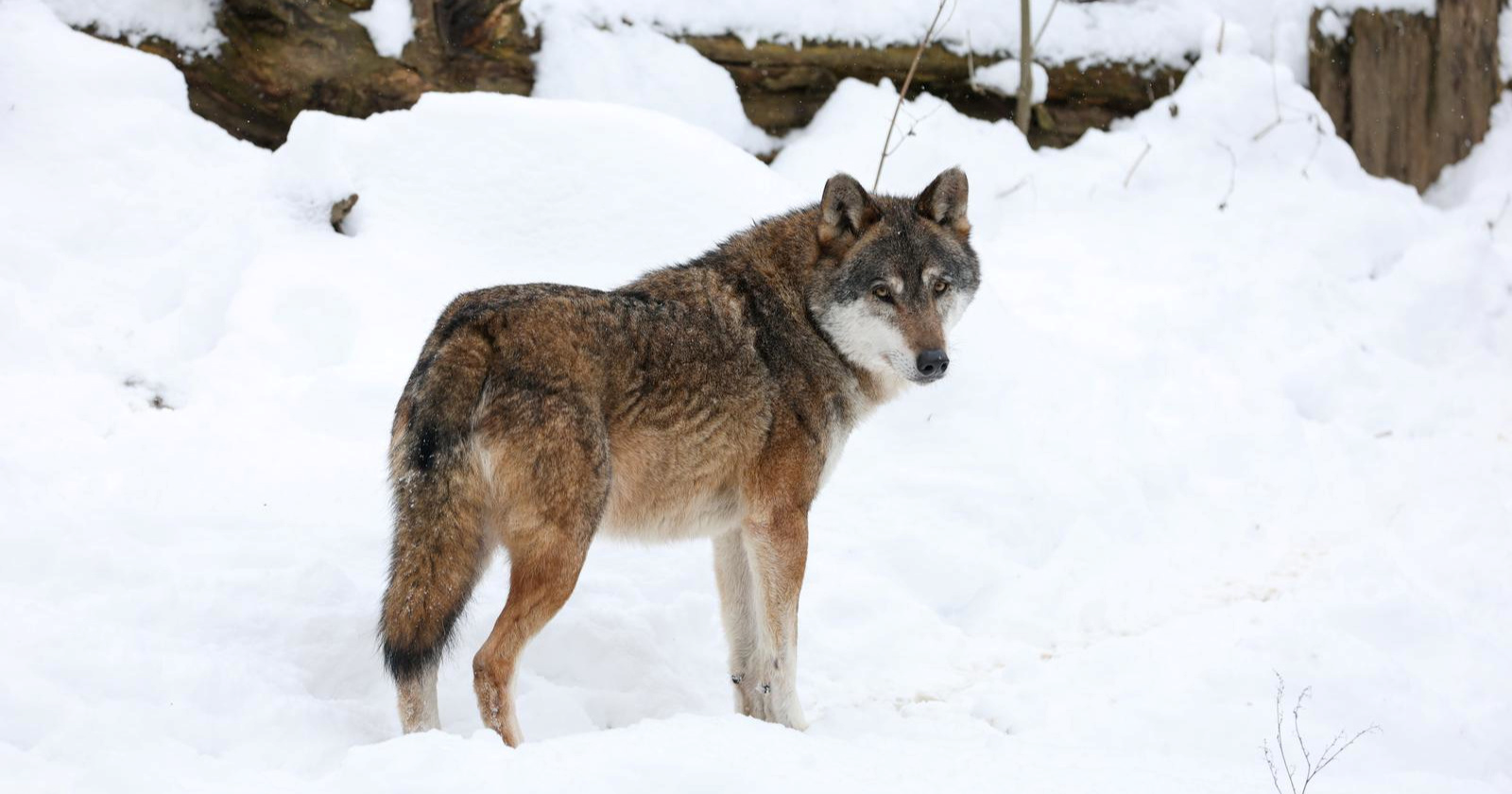 Hrvatska ima 43 vučja čopora, stanje dobro samo u jednoj regiji. Stižu nova pravila