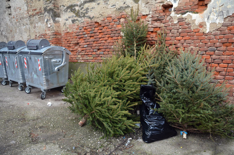 Prekosutra kreće besplatan odvoz božićnih drvaca u Zagrebu. Ovo su pravila