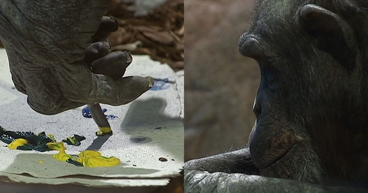 Iz ZOO-a u Švedskoj pobjegle čimpanze, četiri su ubijene