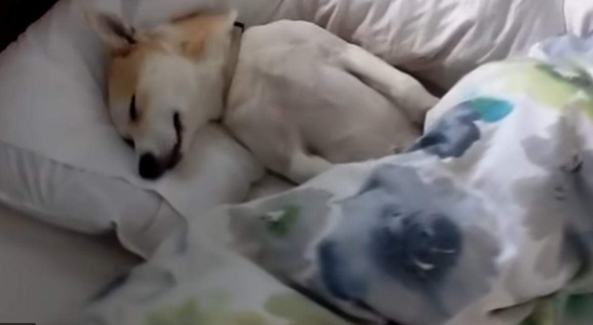 Kujici rekli da mora veterinaru, ona se pravila mrtva kako bi izbjegla odlazak
