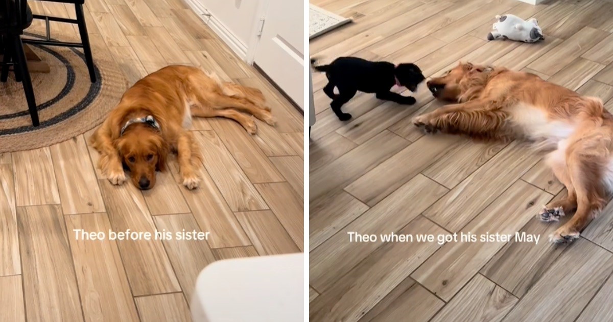 Ženu pitali zašto je udomila psa kad već ima jednog. Odgovorila im slatkim videom