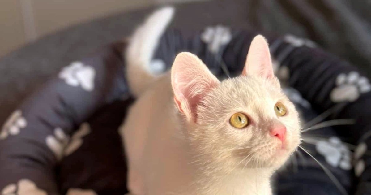 Pero traži dom u Zagrebu, gluh je i spašen iz vikend naselja gdje ne bi preživio