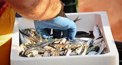 Na Visu pokrenuta akcija za spas malih riba i ekosustava Jadrana