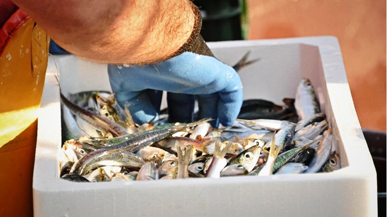 Na Visu pokrenuta akcija za spas malih riba i ekosustava Jadrana