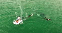 Kitovi ubojice napali 50 brodica kod španjolske obale