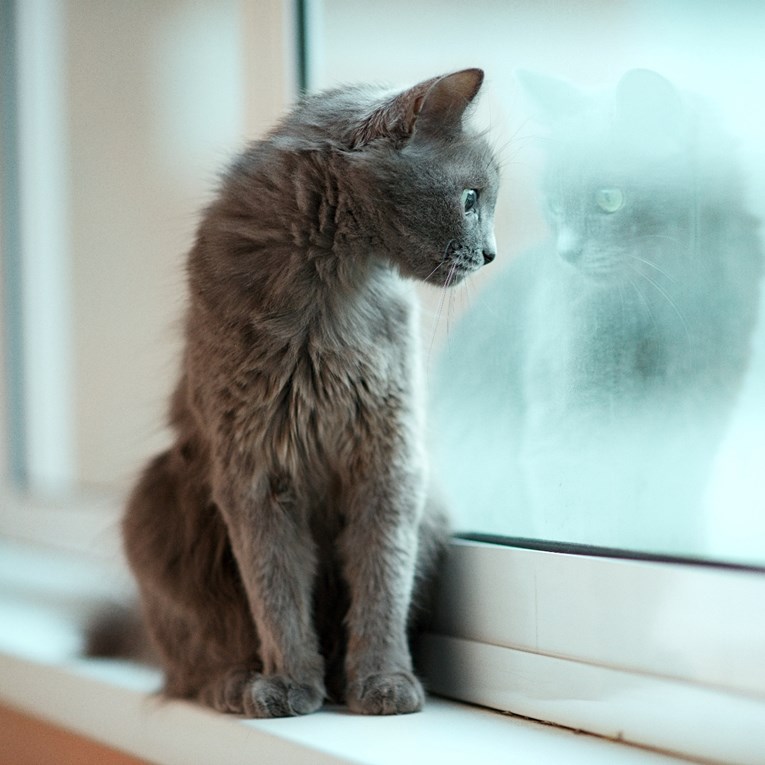 Tiha, nenametljiva i sve vidi: Mačka koja obožava gledati kroz prozor