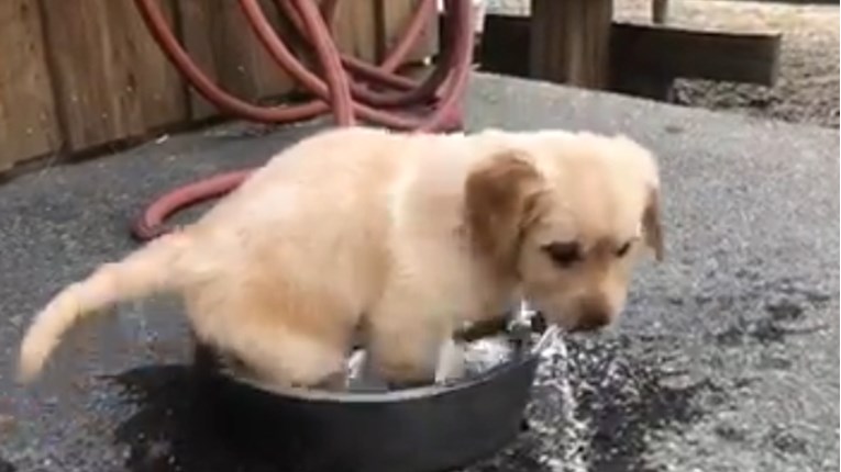 Slatki štenac se silno htio smjestiti u svoju posudu s vodom iako mu je premala